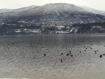 View of birds swimming in lake