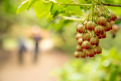 Close-up of fresh flower plant