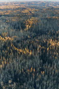 Dead trees in autumn forest