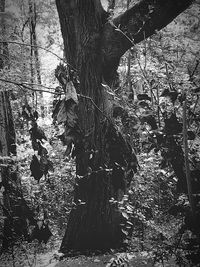 Plants growing in forest