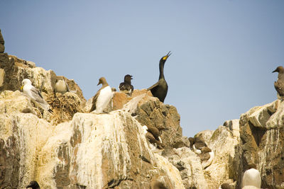 Low angle view of birds on rock
