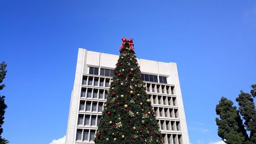 Low angle view of christmas tree against blue sky and in front of a building.