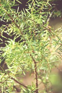 Close-up of plant