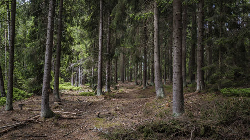 Trees growing in forest