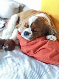 Dog sleeping on bed at home