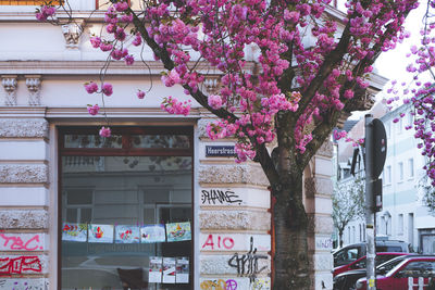 View of pink cherry blossom tree in city