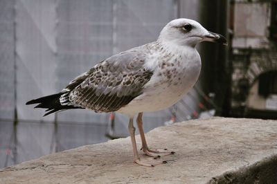 Close-up of seagull perching on retaining wall