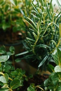 Close-up of fresh green plant in field