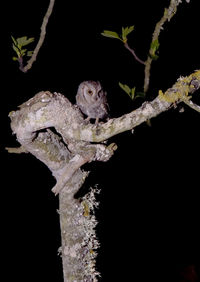 Lizard on branch at night