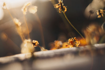 Close-up of dry flower on field