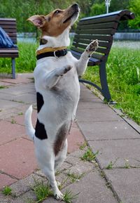 Dog standing outdoors