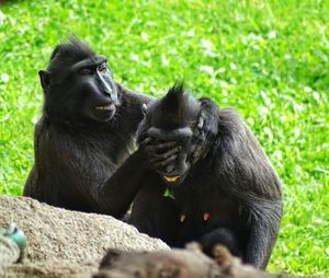 Celebes black macaque playing by rock