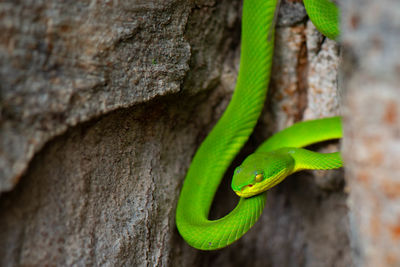 Close-up of lizard on tree trunk