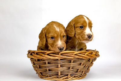 Portrait of dog in basket