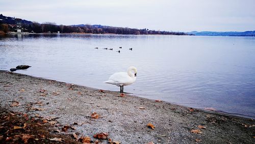 Swans on lake against sky