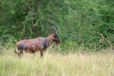 Topi, damaliscus jimela, ishasha national park, uganda