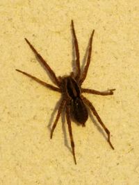 Close-up of spider