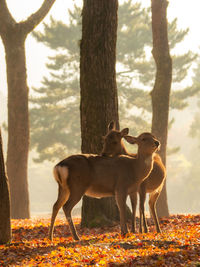 Horse standing in a tree