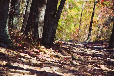 Close-up of tree trunk in forest