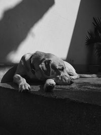 Black and white image of dog sleeping on floor in a sunny day