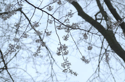 Low angle view of trees against sky