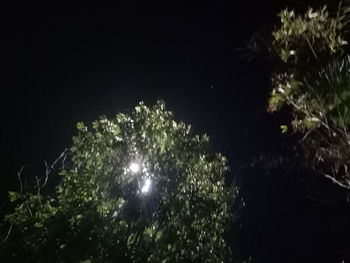 Low angle view of illuminated trees against sky at night