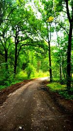 Road amidst trees in forest