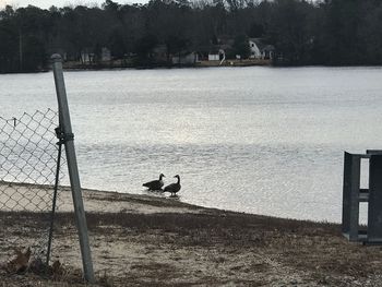 Silhouette dog on water