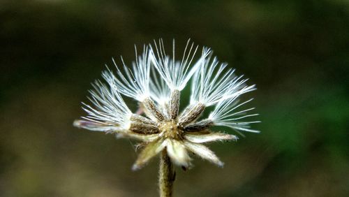 Close-up of white dandelion flower