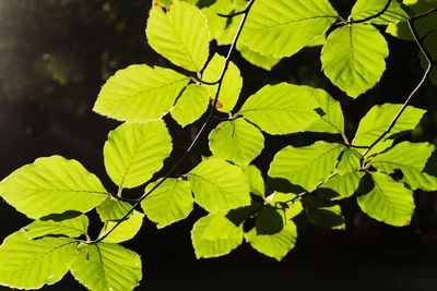 High angle view of leaves on plant