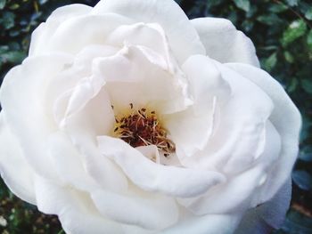 Close-up of rose blooming outdoors