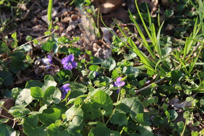 Close-up of plants growing on field