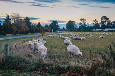 Flock of sheep grazing in field