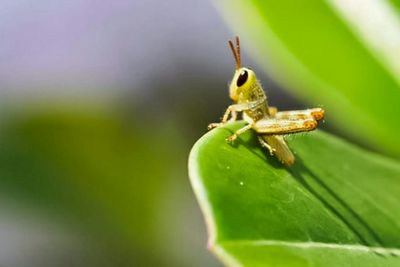 Close-up of insect on leaf