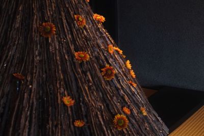 Low angle view of tree trunk