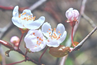 Close-up of apple blossoms in spring