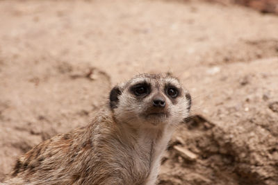 Close-up portrait of a meerkat 