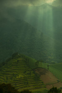 Scenic view of agricultural field