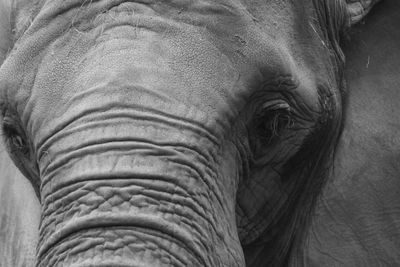 Close-up of elephant