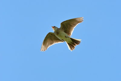 Low angle view of seagull flying in sky