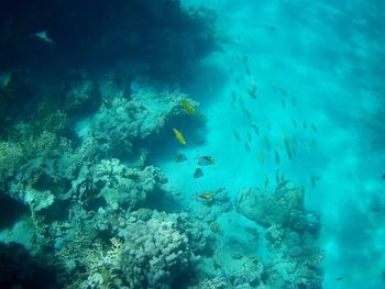 Fish swimming in sea