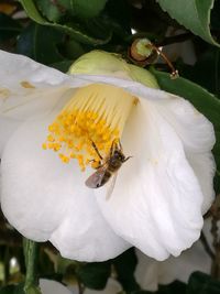 Close-up of bee on white flower