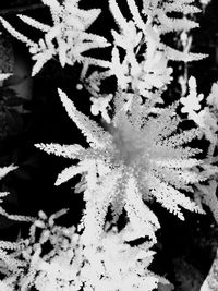 Close-up of frozen plant during winter