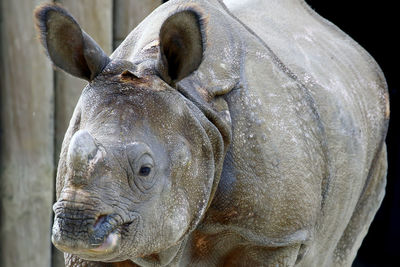Close-up of young rhinoceros