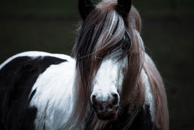Close-up of a horse