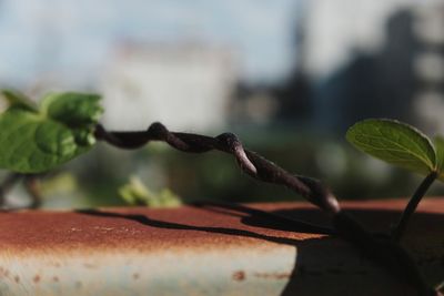 Close-up of barbed wire on plant