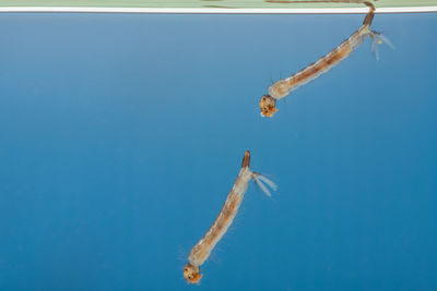 Close-up of jellyfish swimming in sea