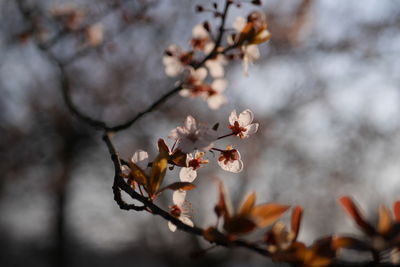 Close-up of cherry blossom tree