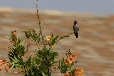 Bird perching on a plant