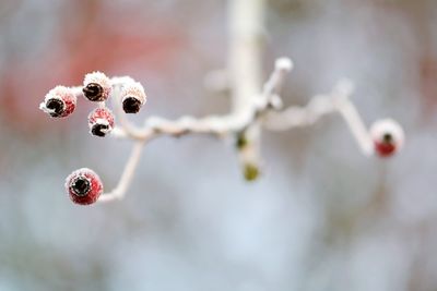 Close-up of berries on plant during winter